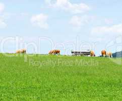Rinder auf der Weide - Cows on Meadow