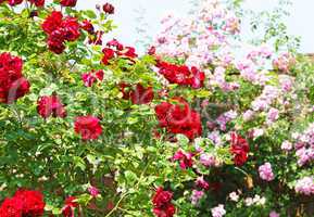 Im Rosengarten - Rose Garden