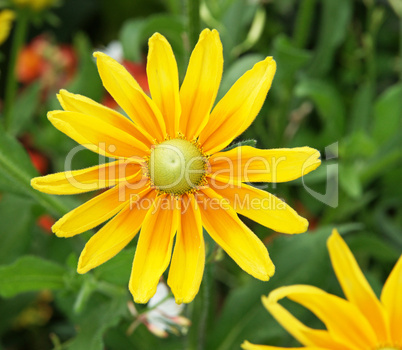 Gelbe Blüte Nahaufnahme - Flower Close-up