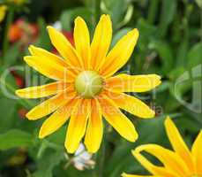 Gelbe Blüte Nahaufnahme - Flower Close-up
