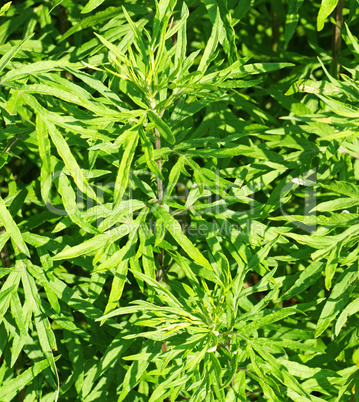 Artemisia vulgaris - Beifuß