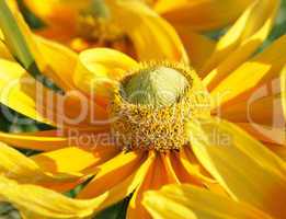 Gelbe Blüte Nahaufnahme - Yellow Flower