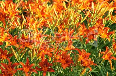 Blumen im Garten - Orange Flowers in the Garden