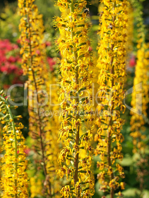Blütenpracht im Garten - Yellow Flowers