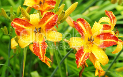 Farbige Blüten & Regentropfen - Flowers in the Rain