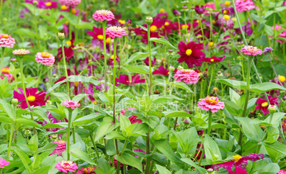 Bunte Blumen im Garten - Colourful Flowers