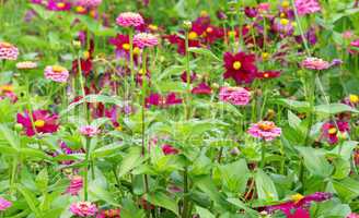 Bunte Blumen im Garten - Colourful Flowers
