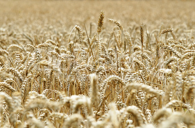 Getreide Erntezeit - Cereal Grain Harvest