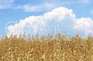 Getreidefeld & Himmel - Cereals & Sky
