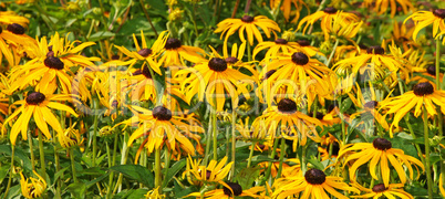 Flowers on Meadow - Blumen Wiese