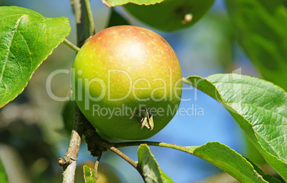 Der Apfel im Sonnenlicht - Apple