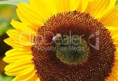 Sonnenblume mit Biene - Sunflower