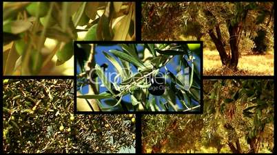 Montage of olive trees 5