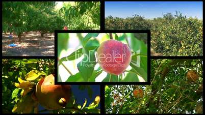 Montage of various fruit orchards 3