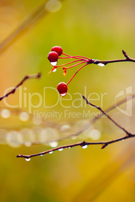 autumn branches