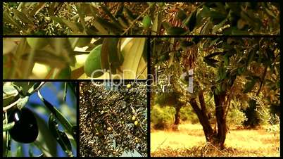 Montage of olive trees 6