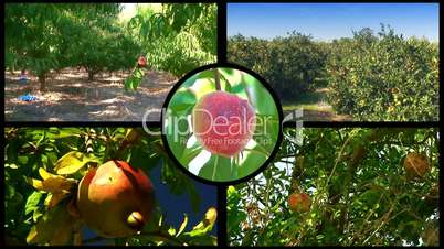 Montage of various fruit orchards 4