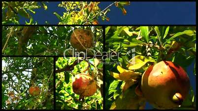 Montage of pomegranate orchards