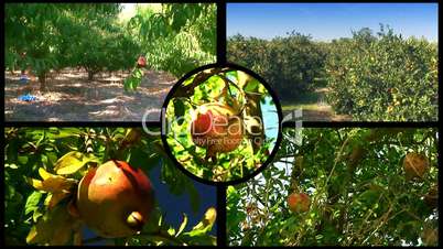 Montage of various fruit orchards 5
