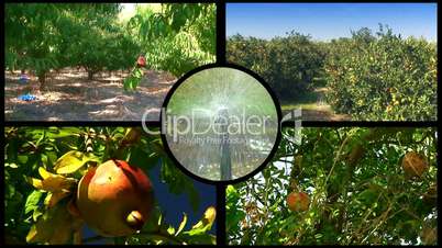 Montage of various fruit orchards 6