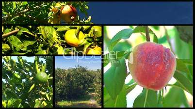 Montage of various fruit orchards 7