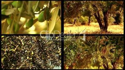 Montage of olive trees 1