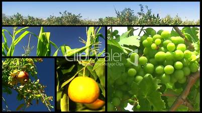 Montage of various fruit orchards 8