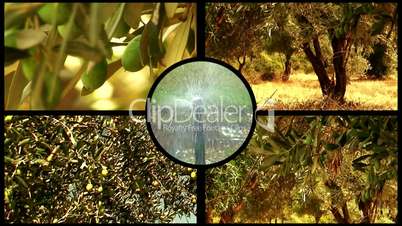 Montage of olive trees 2
