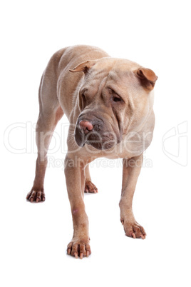 shar pei dog