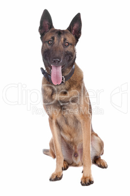 belgium shepherd  (malinois)