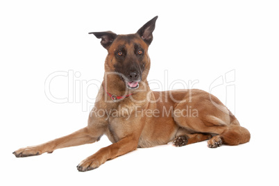 belgium shepherd  (malinois)