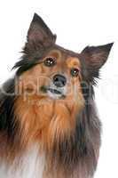 portrait of a sheltie dog