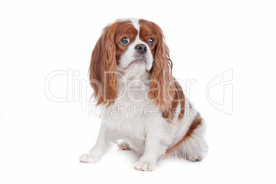 Cavalier King Charles Spaniel dog