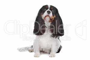 Cavalier King Charles Spaniel dog