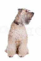 Soft coated wheaten terrier dog