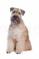 Soft coated wheaten terrier dog
