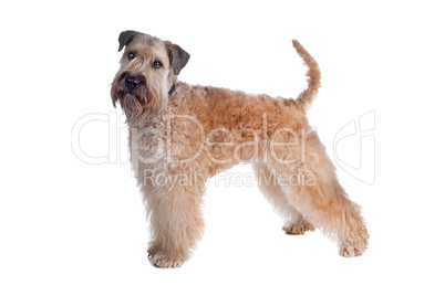 Soft coated terrier dog