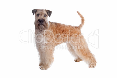 Soft coated wheaten terrier dog