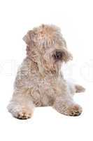 soft coated wheaten terrier soft coated wheaten terrier