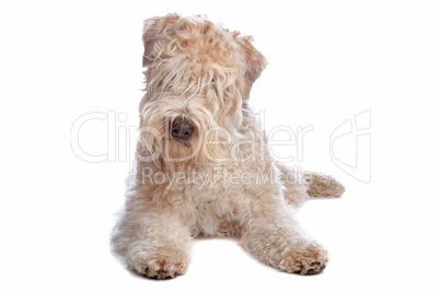 Soft coated wheaten terrier dog