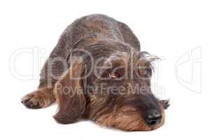Wire haired Dachshund dog