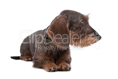 Wire haired Dachshund dog