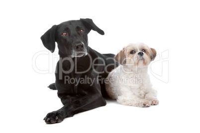 Two mixed breed dogs