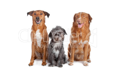 Two mix dogs and a Nova Scotia Duck Tolling Retriever