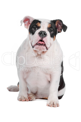 English bulldog