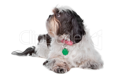 Shih Tzu dog