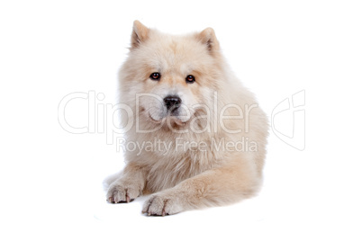 Mix Chow-Chow and Samoyed