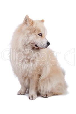 Mix Chow-Chow and Samoyed