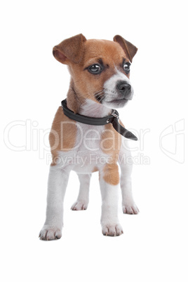 Jack Russel Terrier puppy