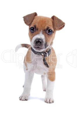 Jack Russel Terrier puppy